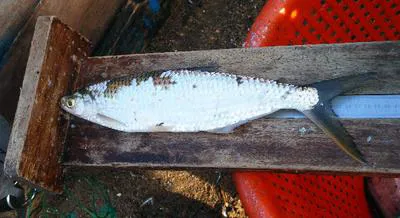 Silversides (Alestes baremoze)