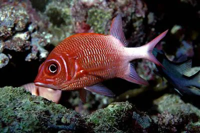 Silverspot squirrelfish (Sargocentron caudimaculatum)