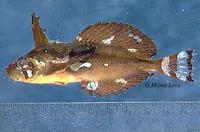 Silverspotted sculpin (Blepsias cirrhosus)
