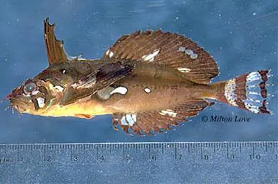 Silverspotted sculpin (Blepsias cirrhosus)