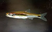 Silverstripe shiner (Notropis stilbius)
