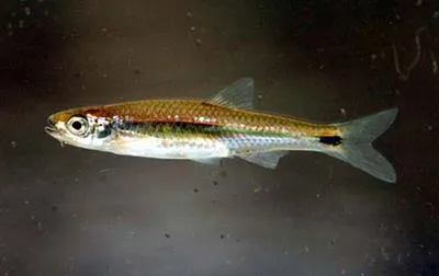 Silverstripe shiner (Notropis stilbius)