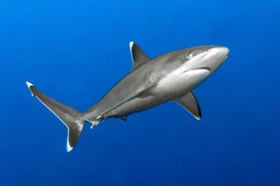Silvertip shark (Carcharhinus albimarginatus)