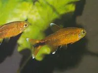 Silvertip tetra (Hasemania nana)