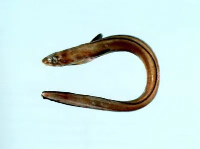 Silvery conger (Ariosoma anago)