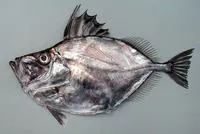 Silvery John dory (Zenopsis conchifer)