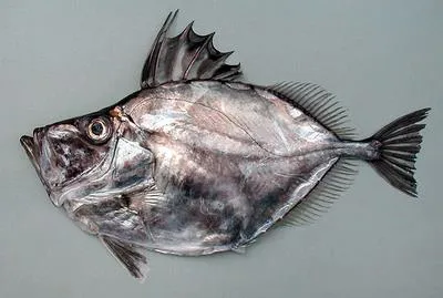 Silvery John dory (Zenopsis conchifer)