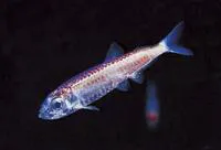 Silvery lightfish (Maurolicus muelleri)