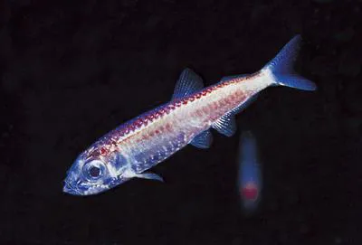Silvery lightfish (Maurolicus muelleri)