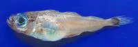 Silvery pout (Gadiculus argenteus argenteus)