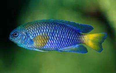 Similar damsel (Pomacentrus similis)