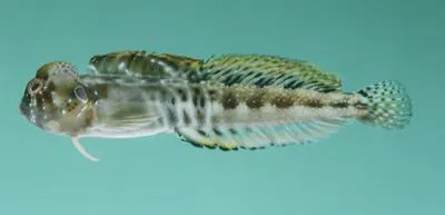 Simony's blenny (Antennablennius simonyi)