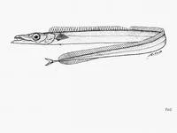 Simony's frostfish (Benthodesmus simonyi)