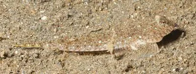 Simple-spined dragonet (Callionymus simplicicornis)