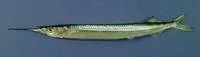 Simpletooth halfbeak (Hyporhamphus unicuspis)