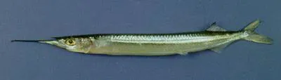 Simpletooth halfbeak (Hyporhamphus unicuspis)