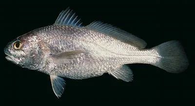 Sin croaker (Johnius dussumieri)
