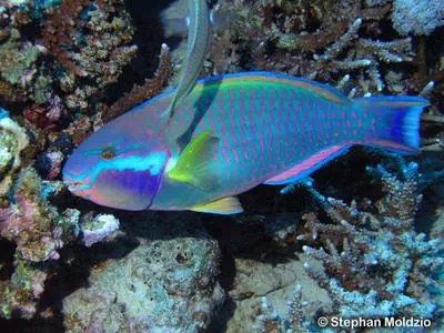 Sinai parrotfish (Chlorurus genazonatus)
