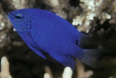 Sinclair's demoisselle (Chrysiptera sinclairi)