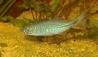 Sind danio (Devario devario)