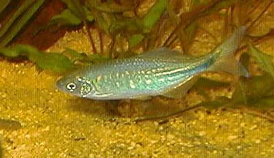 Sind danio (Devario devario)