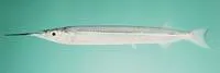 Sind halfbeak (Hyporhamphus sindensis)