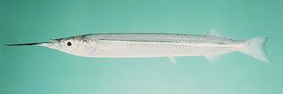 Sind halfbeak (Hyporhamphus sindensis)
