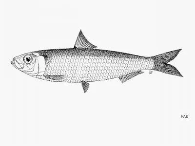 Sind sardinella (Sardinella sindensis)