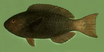 Singapore parrotfish (Scarus prasiognathos)