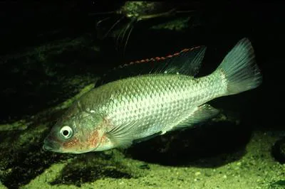 Singida tilapia (Oreochromis esculentus)