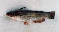Singing catfish (Trachelyopterus striatulus)