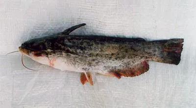 Singing catfish (Trachelyopterus striatulus)