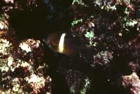 Singlebar devil (Plectroglyphidodon leucozonus)