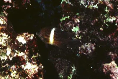 Singlebar devil (Plectroglyphidodon leucozonus)