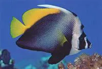 Singular bannerfish (Heniochus singularius)