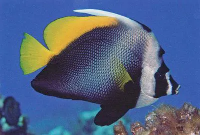 Singular bannerfish (Heniochus singularius)