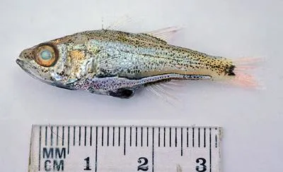 Siphonfish (Siphamia tubulata)