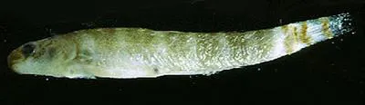 Sirajo (Sicydium plumieri)