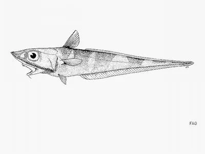 Six-band grenadier (Coelorinchus hexafasciatus)