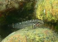 Six-lined prickleback (Ernogrammus hexagrammus)