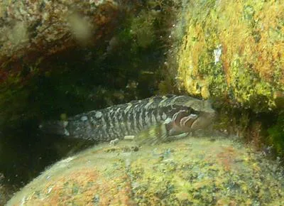 Six-lined prickleback (Ernogrammus hexagrammus)