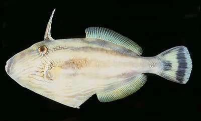 Six-spined leatherjacket (Meuschenia freycineti)