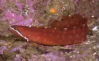 Six-spot prickleback (Kasatkia seigeli)