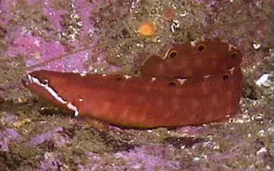 Six-spot prickleback (Kasatkia seigeli)