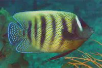 Sixbar angelfish (Pomacanthus sexstriatus)