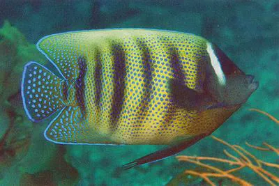 Sixbar angelfish (Pomacanthus sexstriatus)