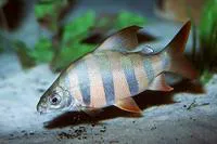 Sixbar distichodus (Distichodus sexfasciatus)