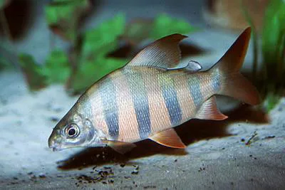 Sixbar distichodus (Distichodus sexfasciatus)