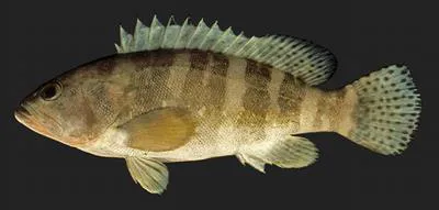 Sixbar grouper (Epinephelus sexfasciatus)