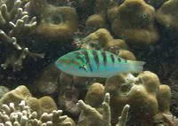 Sixbar wrasse (Thalassoma hardwicke)